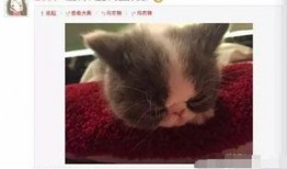 外卖员爆料宠物猫视频下载,视频走红网络