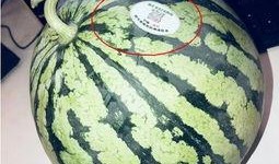 v吃瓜网红,揭秘娱乐圈幕后故事，带你走进网红世界